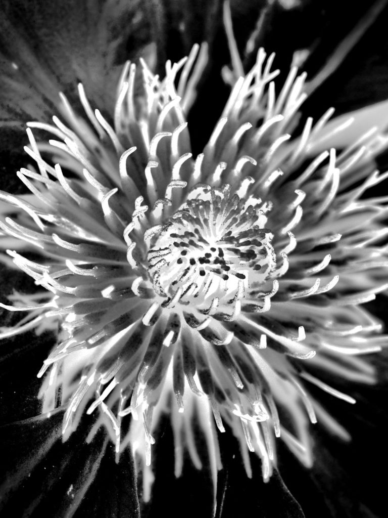 Published Articles Close-up of a flower in black and white, showcasing intricate petals and textures.