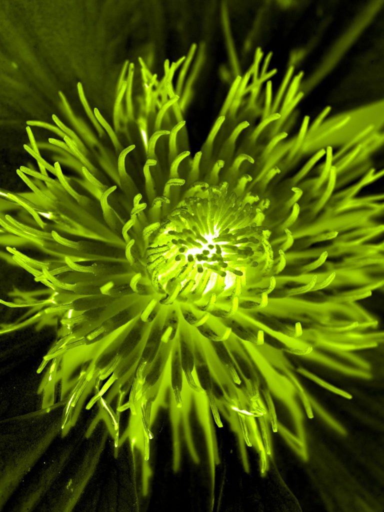 Shift in Mind Workshops Bright green floral design with intricate, spiky petals and a central glow.