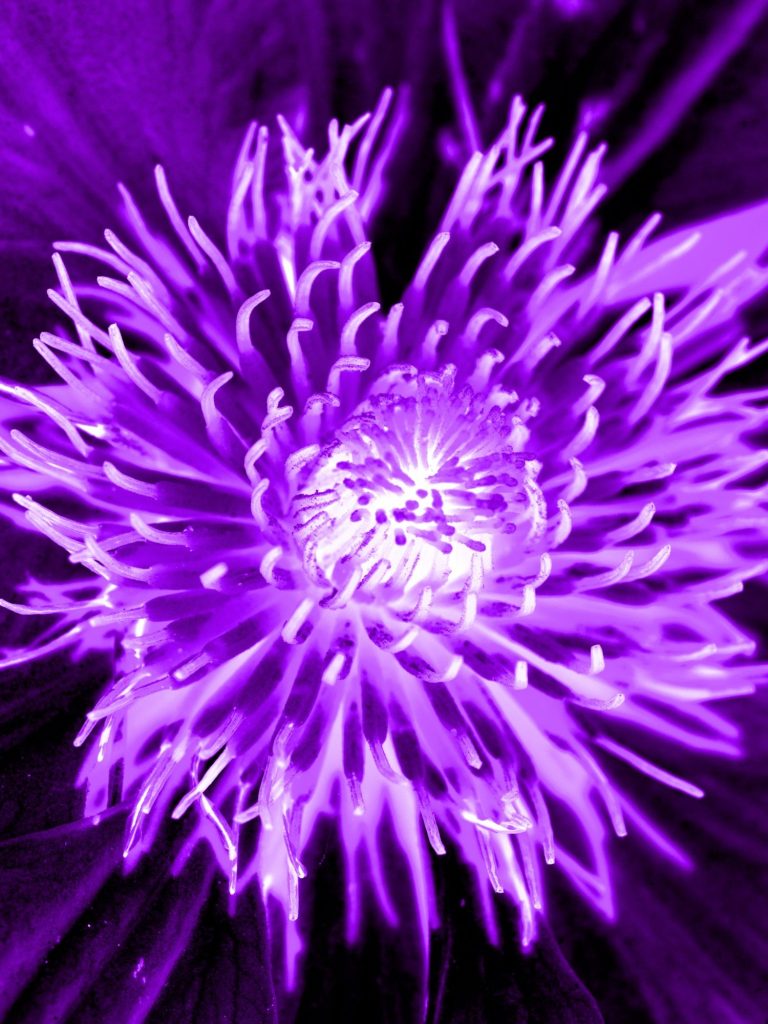Published Books Close-up of a vibrant purple flower with intricate petal details.