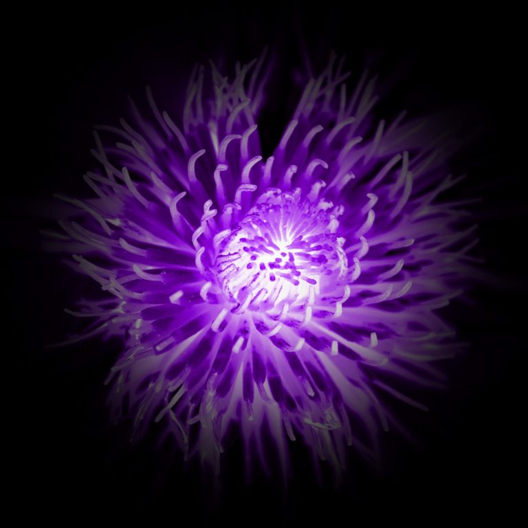 Tesi Hughes - Intuitive author and channeler website link Bright purple flower with intricate petal textures set against a black background.
